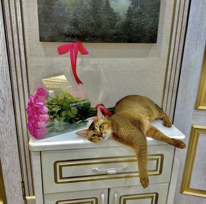Абиссинская кошка 3 года