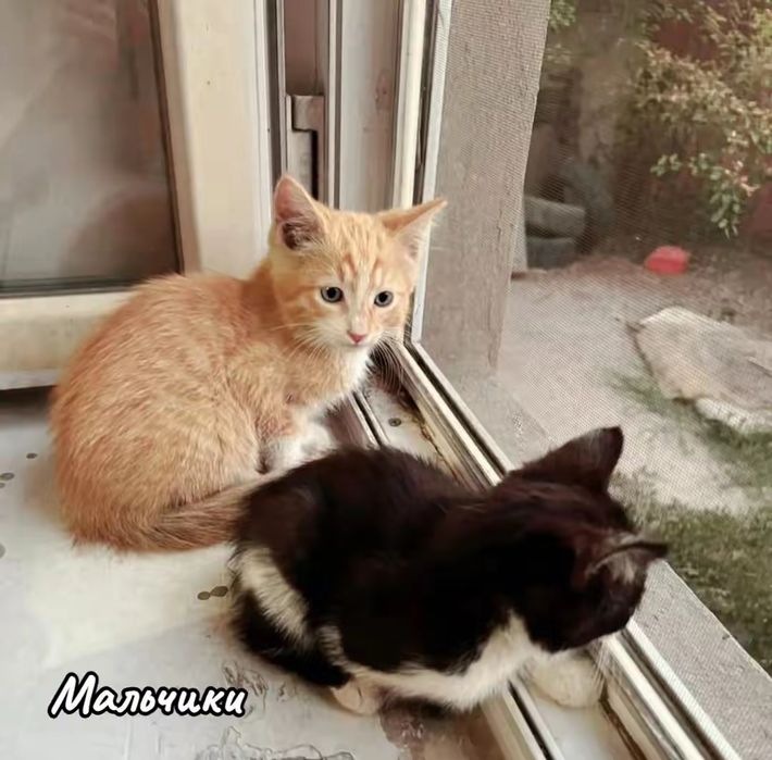 Котята в добрые руки!