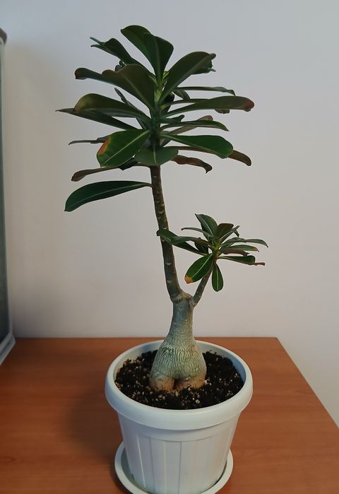 Адениум - роза пустыни