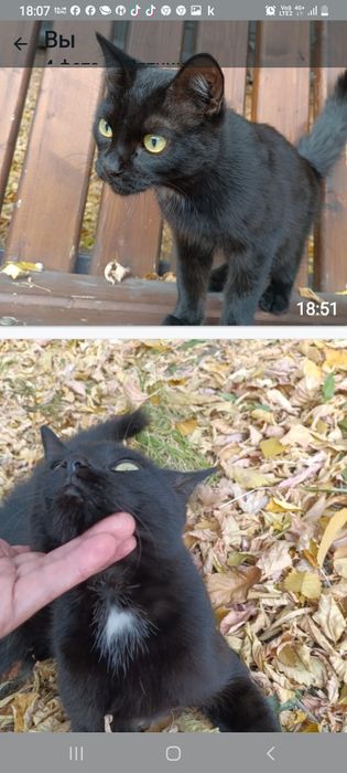 Отдам в добрые руки