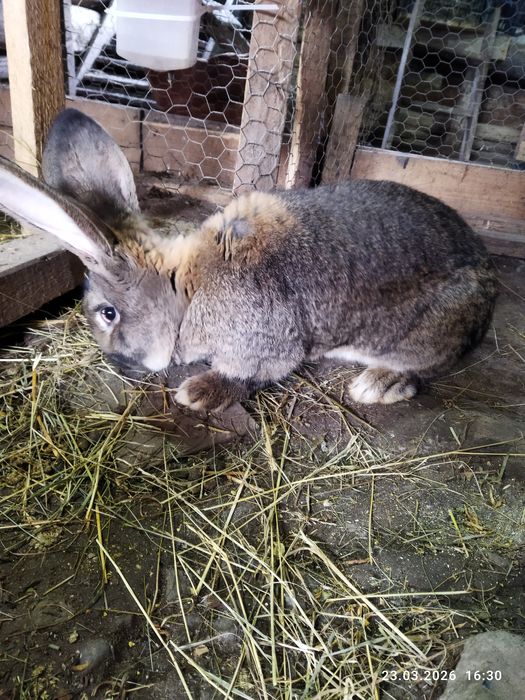 Mascul adult uriaș german, pui uriaș german