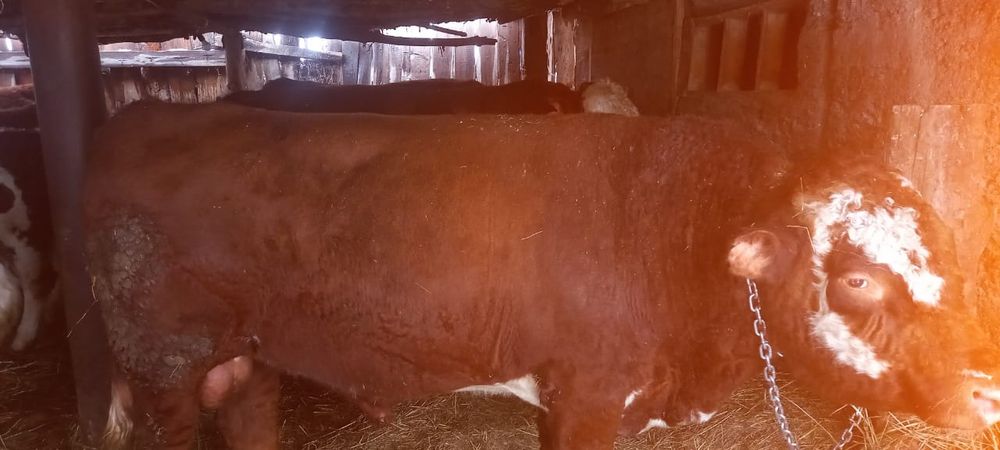 Продам бычков.  .