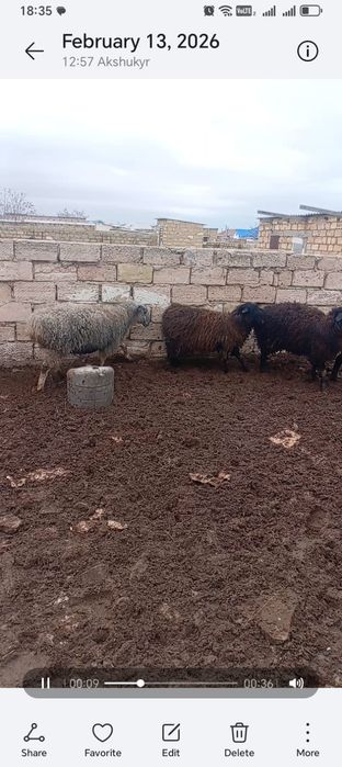 Семіз қой мен ешкілер сатылады