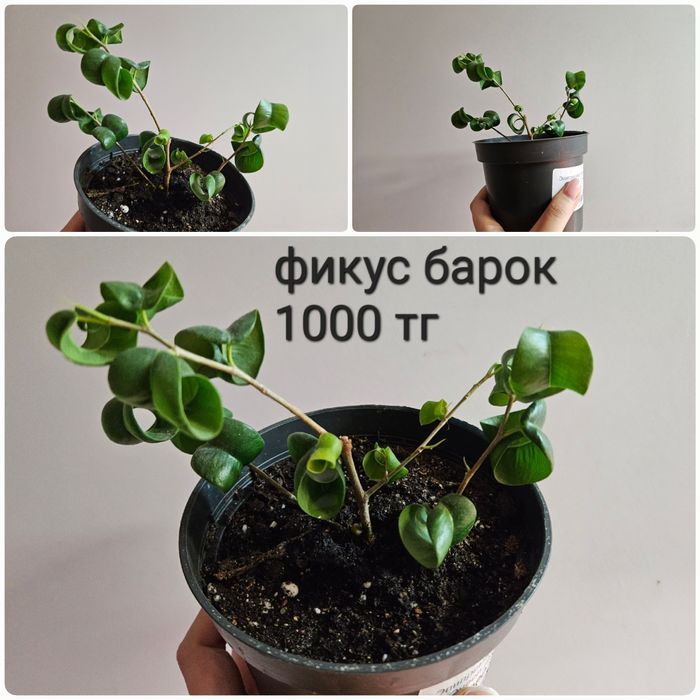 Фикус али, барок