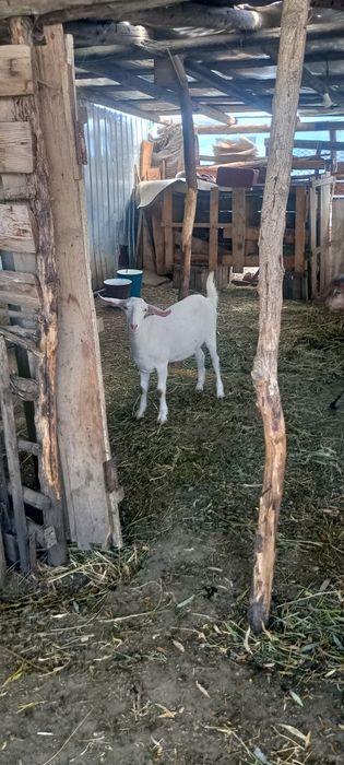 Vând iada de 6 luni