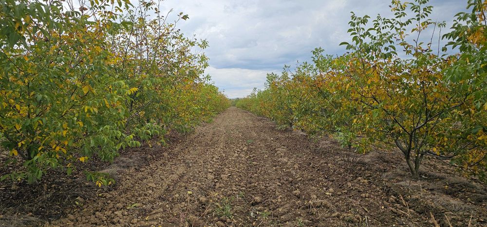 Vanzare plantatie/ferma de nuci, 2000 pomi, 14ha, Prahova