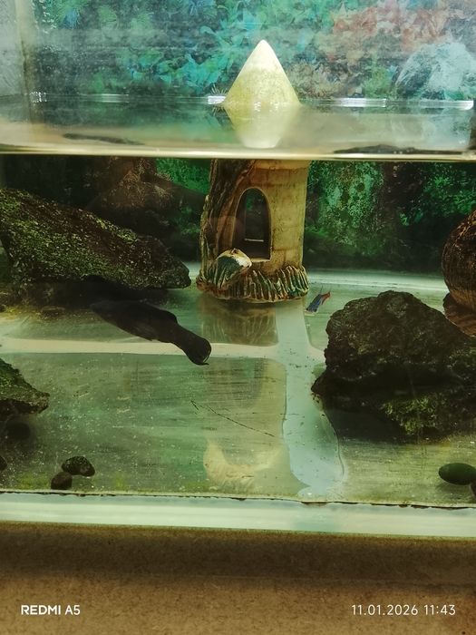 Продам аквариум с рыбками
