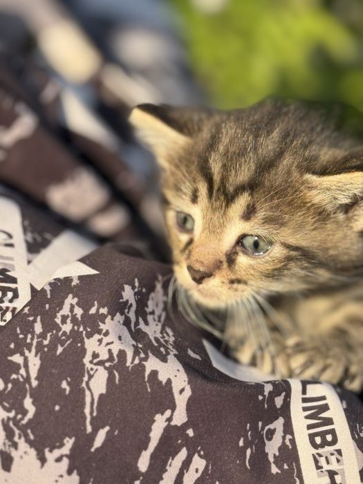 Котята Аксу бесплано