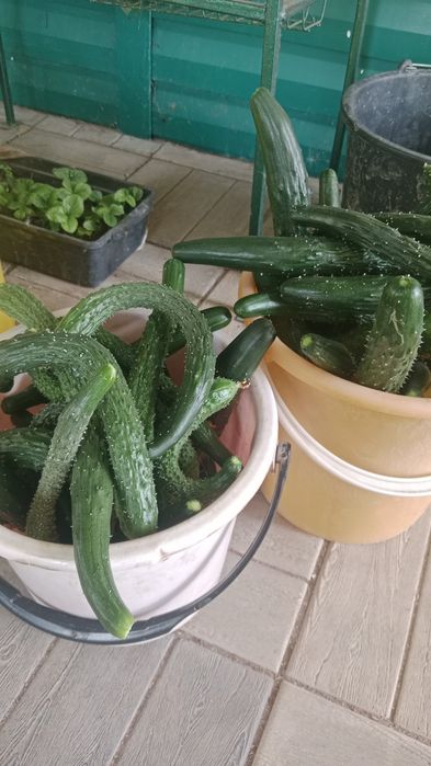 Огурцы китайские с дачи.