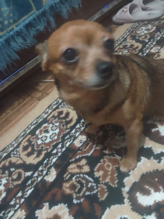 Сабачка чахувахува