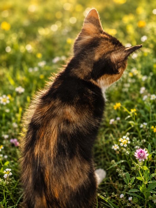 Котенок девочка ищет себе семью