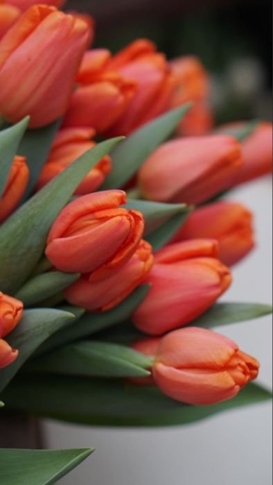 Крупные тюльпаны в наличии