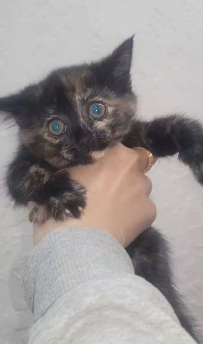 Шикарные котяьа, девочки голубого окраса