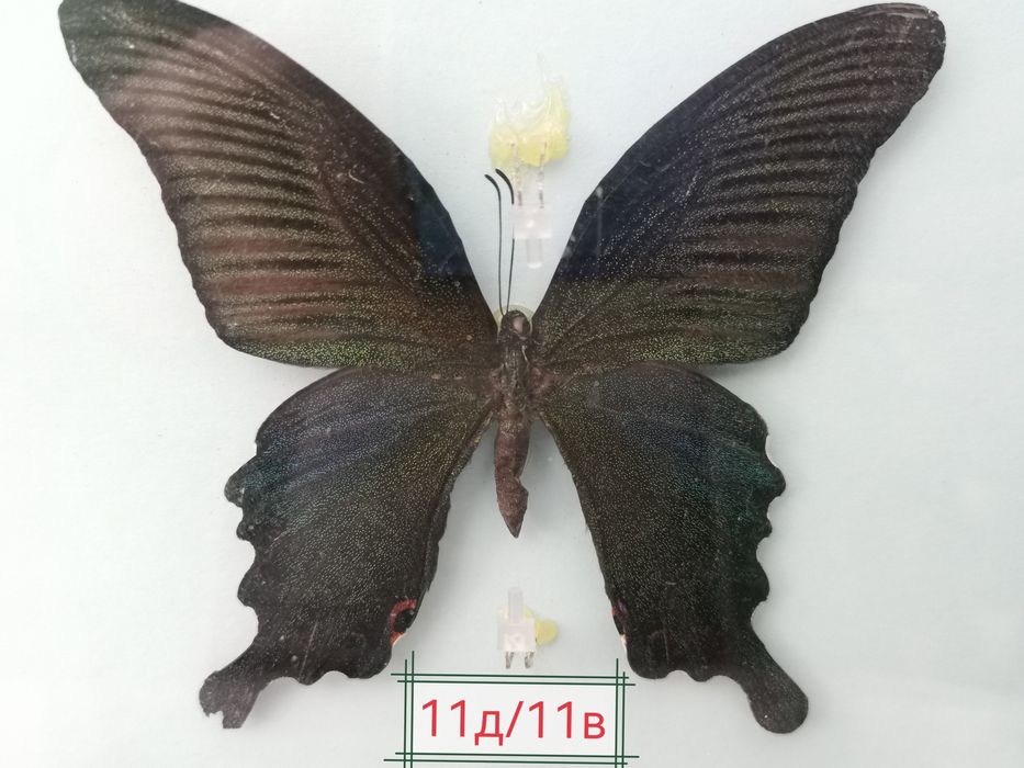 Истински пеперуди, естествени