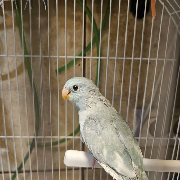 Papagali forpus coelestis