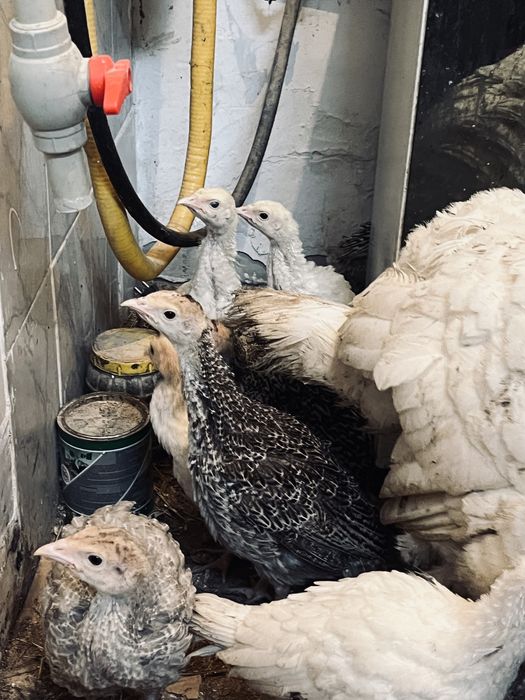 Индюшата Үндік балапандар 20шт