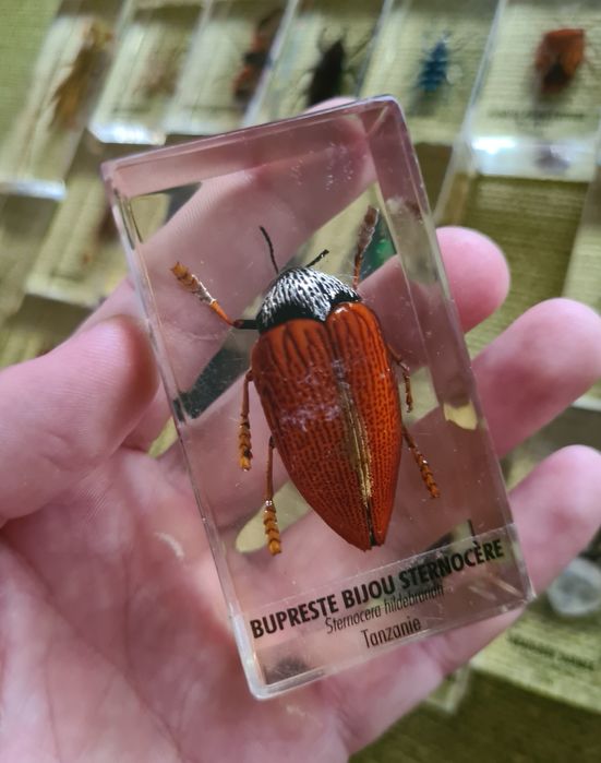 Insecte Reale DeAgostini Franta Insectar Incadrate In Rasina Copii