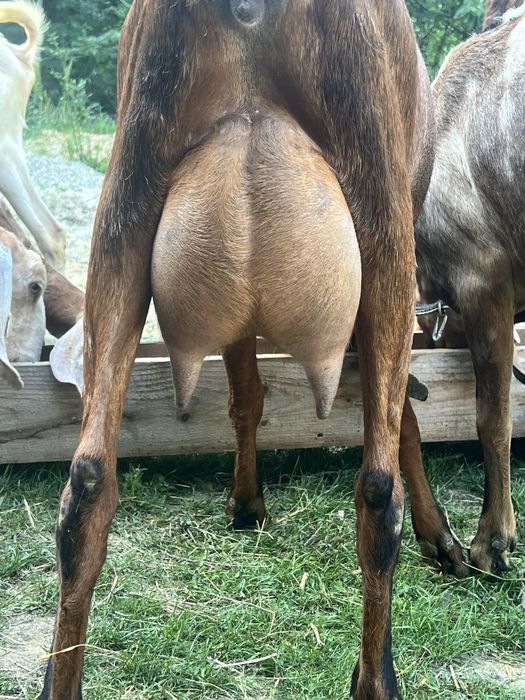 Capra anglonubian cu pedigree