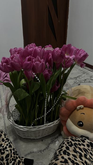 Тюльпан свежа 35шт очень красивая