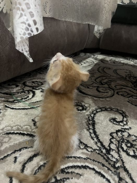 Mushuk sotiladiii