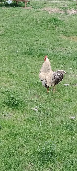 Қораз срочно сатылымда тауык