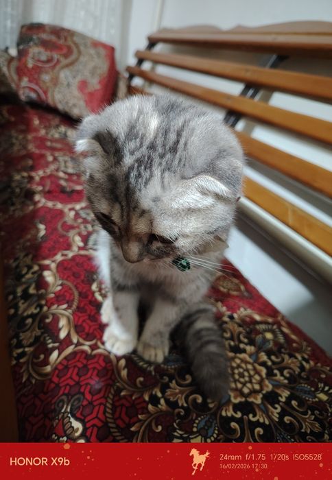 Продам кошка скоттиш фолд девочка