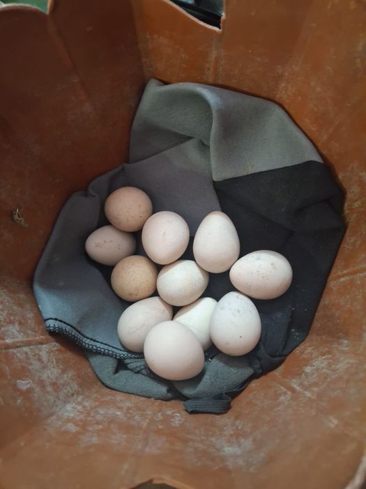 Oua de casă pentru consum sau incubat