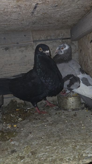Porumbei gușați spanioli rasă pură și metiși