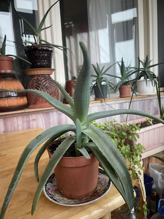 Алоэ вера,лечебный.