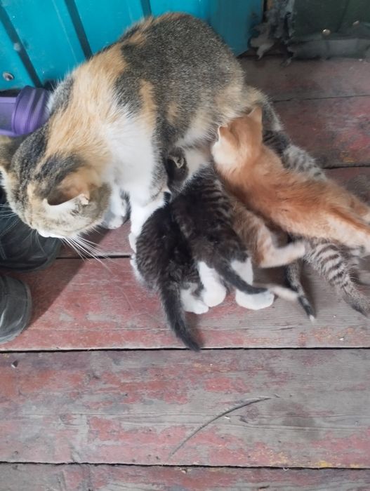 Отдам котят в добрые руки