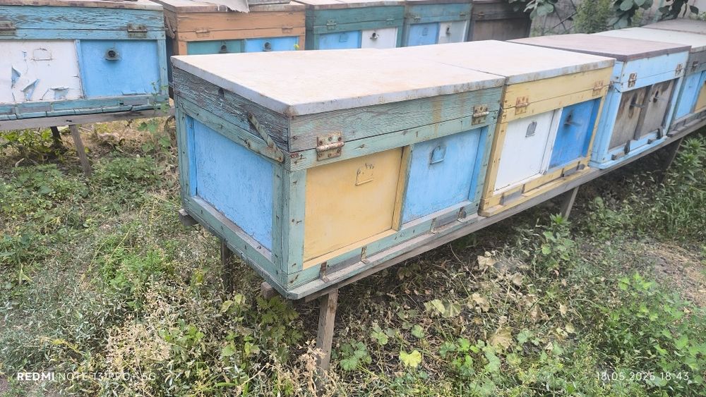 Продается пасика