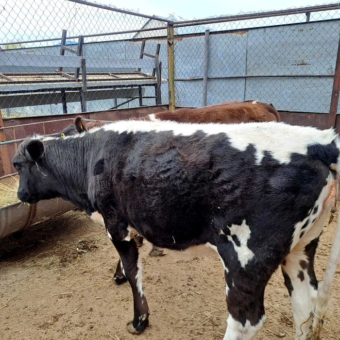 Две телки в продаже ,в хорошем состоянии , можно держать для улучшения