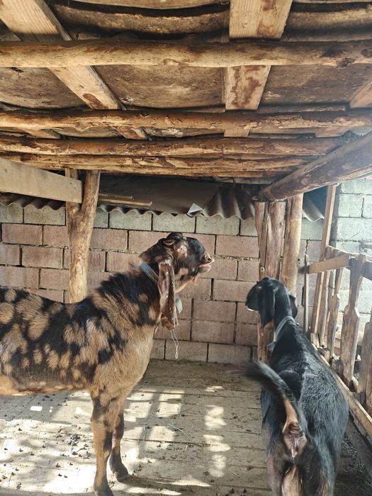 Козла ЧП камори. Возраст 2 года