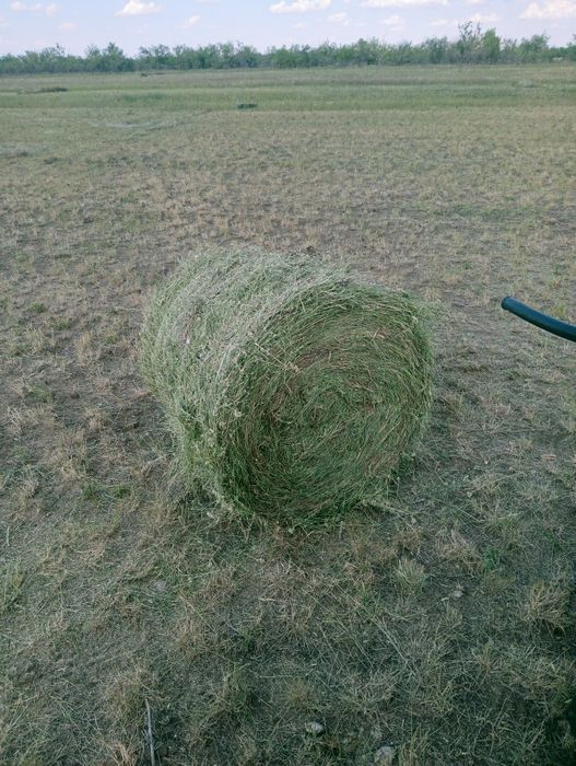Продам зелёное луговое сено