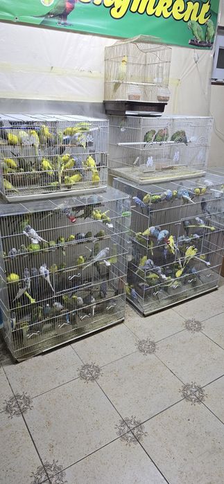 Попугай комбо комплект