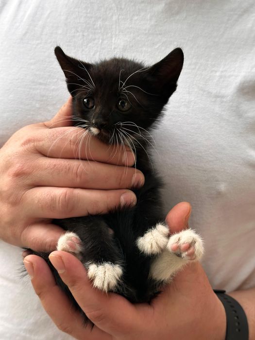 Pui de pisica spre adoptie