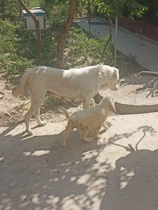 Продается щенок аллабая САО , девочка ,1,5 месяца