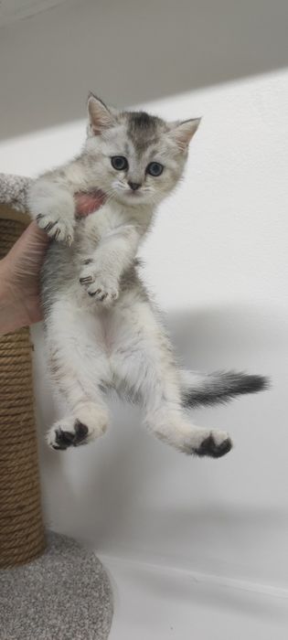 Котята ШотЛанДскиЕ КошЕчки