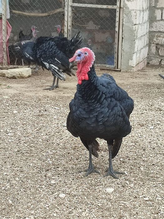 Үндік сатылады соиуға