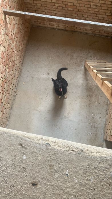 ВЕО  умная возрост 5 лет