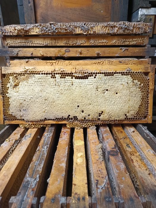 rame cladite 1/2 dadant.