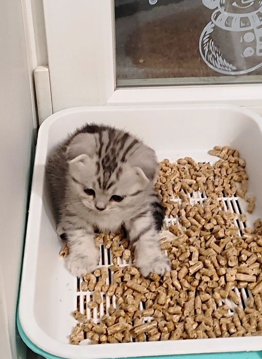 Продам вислоухую девочку!