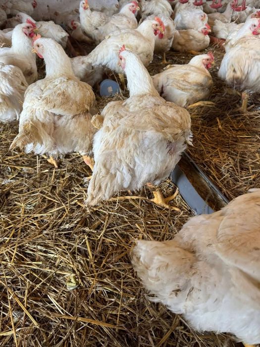 Pui de carne albi 3 kg