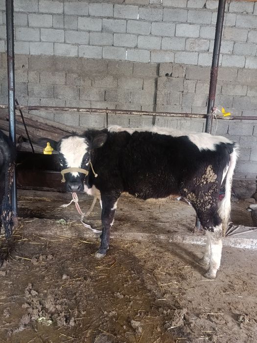 Буқалар сатылады