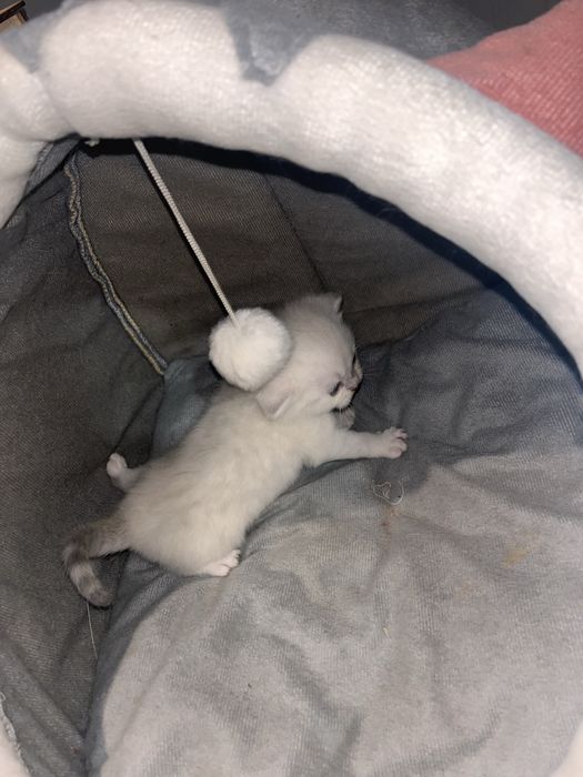 Котята Британские Бронь!