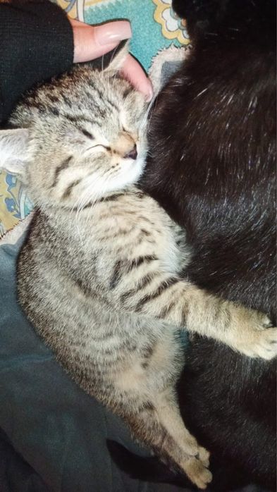 Отдам даром котят теплые руки
