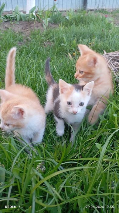 Кошечка трехцветная