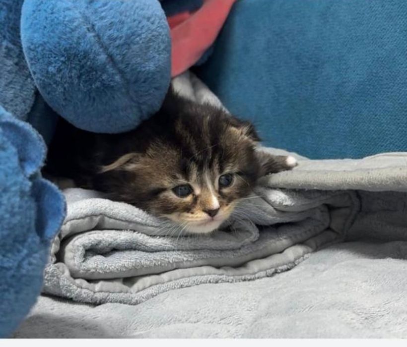 Продается Вислоушка