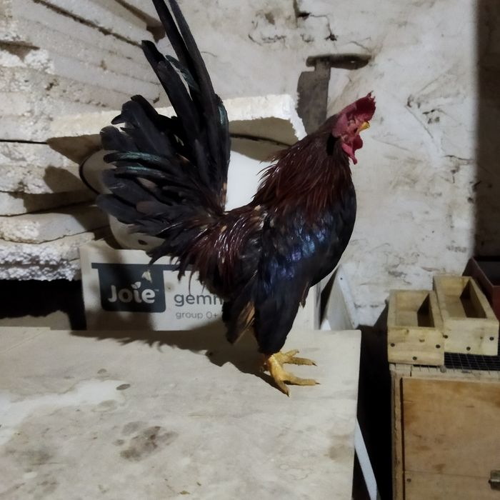 Serama joja xorozimiza soglom narsa ishlashi yaxshi