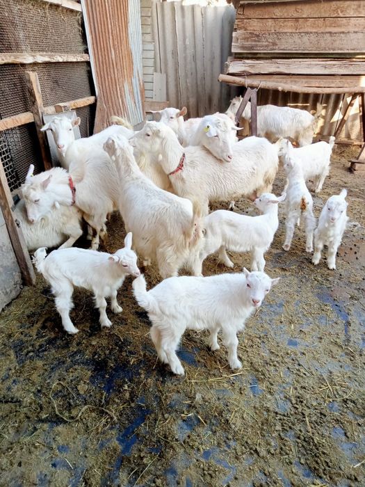 В продаже Козы , Козлы и Козлята